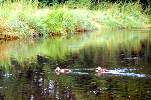 Pigeon River Greenway Ducks