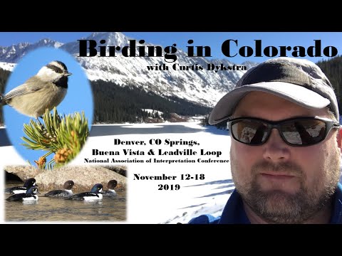 Birding Adventures